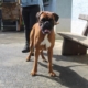 Ares