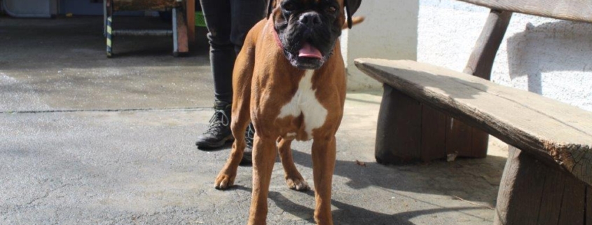 Ares